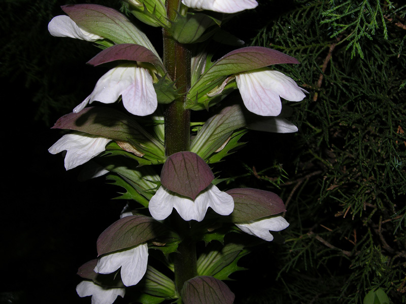 Acanthus mollis